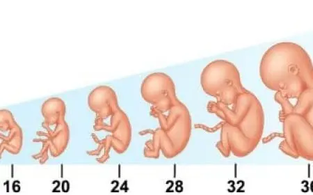 30 أسبوع من الحمل يعني كم شهر