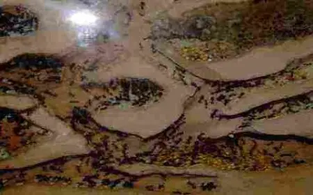 ماذا يسمى بيت النمل