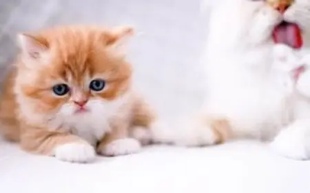 ما هي ألوان الطيف