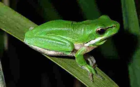 ما اسم أنثى الضفدع