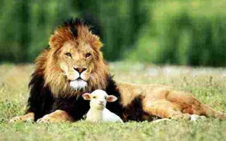 أسباب إطلاق هذا الشبل من ذاك الأسد