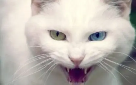 ما هي زهرة اللوتس وما خصائصها؟