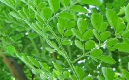 كيفية زراعة شجرة المورينجا