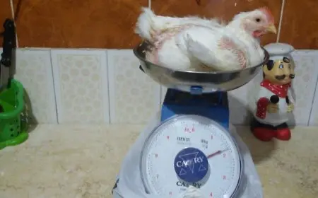 وزن الفراخ البيضاء عمر ٣٠ يوم