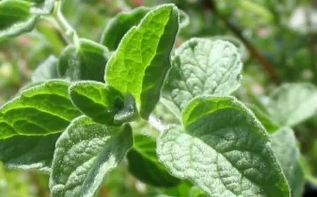 فوائد عشبة رجل الأسد