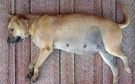 شركة الزيت العربية السعودية وموظفيها