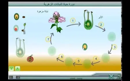 دورة حياة النباتات الزهرية