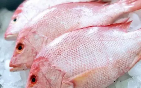 معلومات عن سمك سلطان ابراهيم