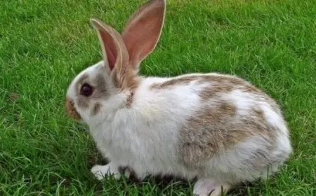 ما اسم أنثى الأرنب