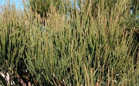 كيفية استخدام عشبة العلندة