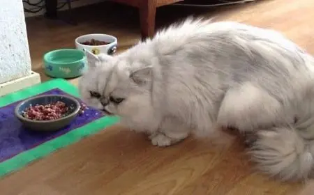 ماذا يأكل القط الشيرازي