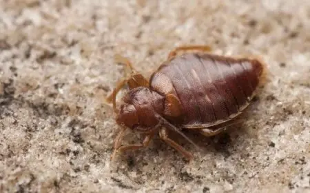 علاج البق بالقرآن الكريم