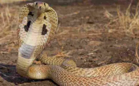 تفسير لدغة الافعى في المنام