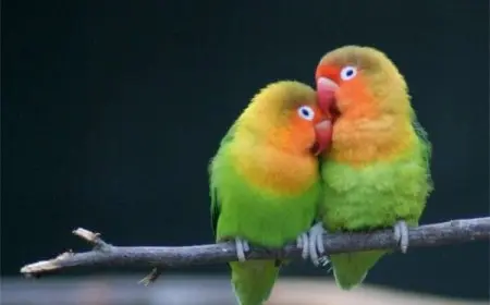 أنواع طيور الحب مع الصور