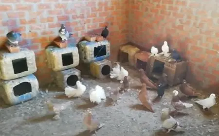 أضرار تربية الحمام في المنزل