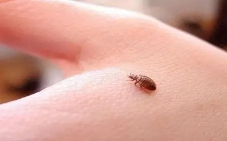 شكل حشرة العتة