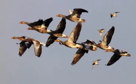 جدول هجرة الطيور وعودتها