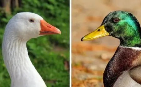 الفرق بين البط والوز