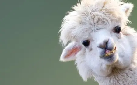 حيوان اللاما ما علاقته بفيروس كورونا؟