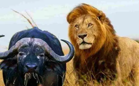 معلومات عامة عن الحيوانات