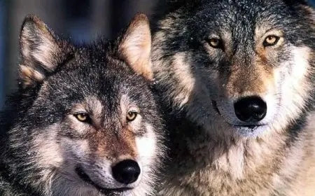 صفات الذئب عند العرب