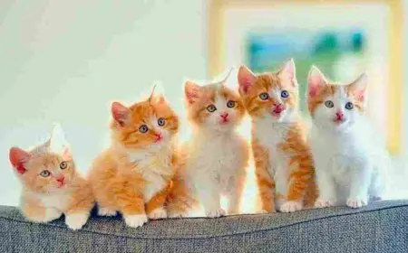 مراحل نمو القطط منذ الولادة