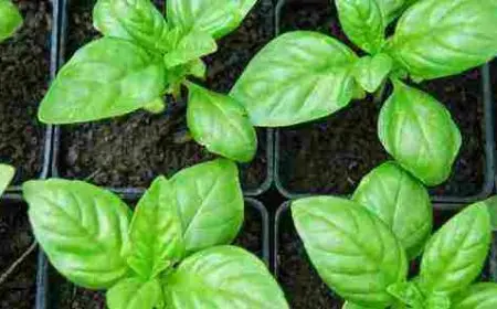 زراعة الريحان في المنزل