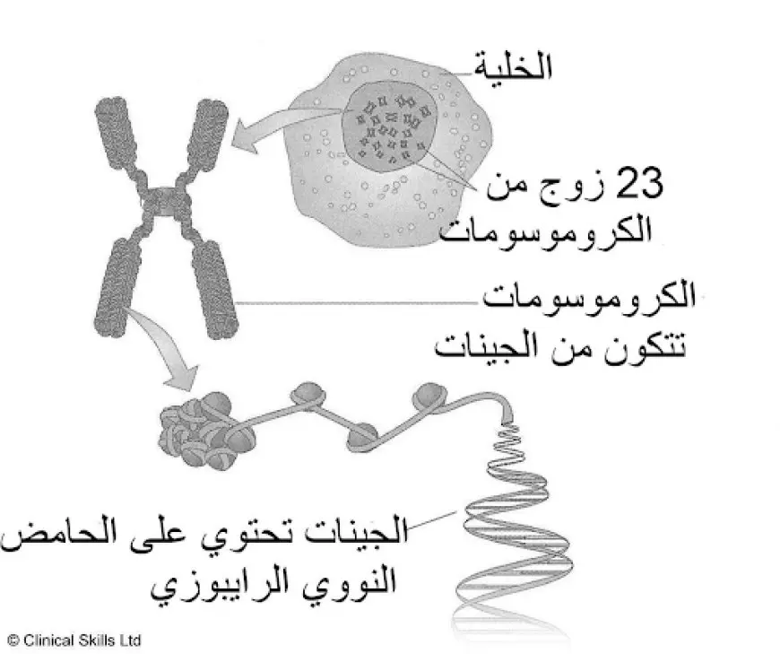 تركيب الخلية الحيوانية