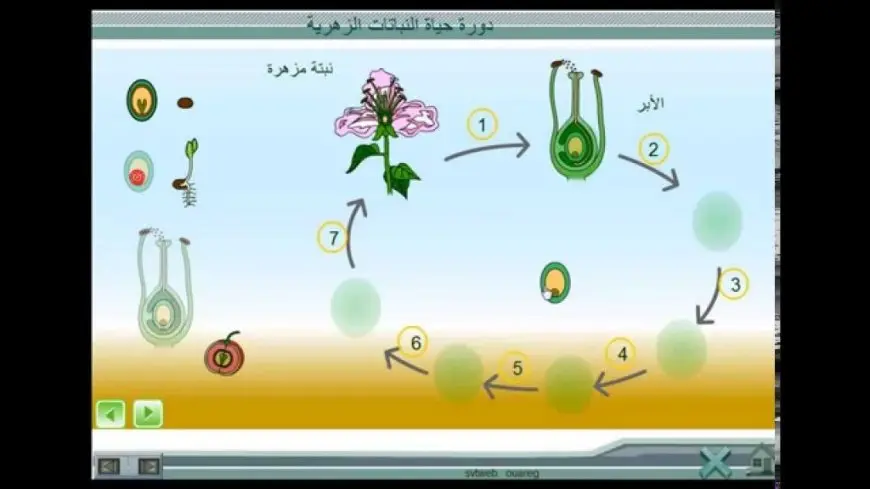 دورة حياة النباتات الزهرية