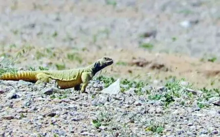 كائن حي مهدد بالانقراض بسبب الصيد الجائر في المملكة العربية السعودية