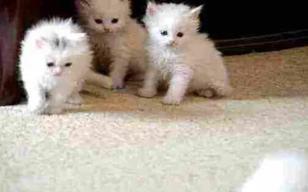 ماذا تأكل القطط الصغيره من طعام البيت