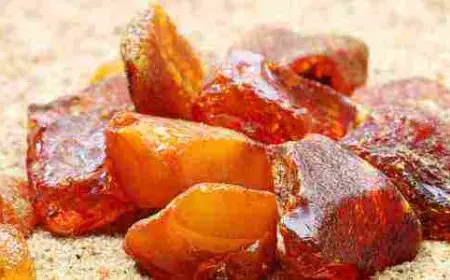 من أين يستخرج العنبر الأصلي