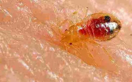 اسباب ظهور حشرة البق