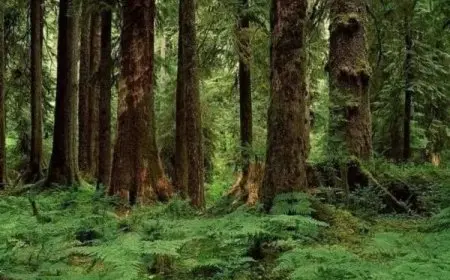 فوائد الغابات وطرق حمايتها