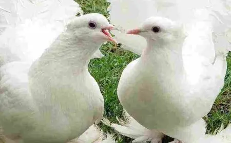 اغلى انواع الحمام