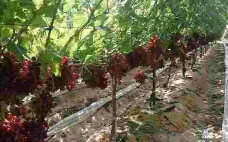 زراعة العنب في الاراضي الصحراوية