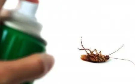 طريقة للقضاء على الصراصير نهائيًا