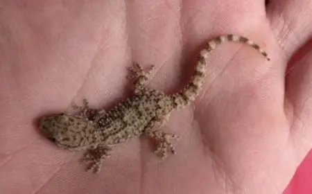 على ماذا يدل وجود الوزغ في البيت