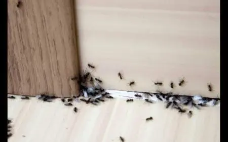 كيف أزيل النمل من البيت