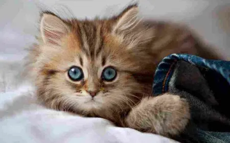 تفسيرات متخلفة لرؤية القطط في المنام