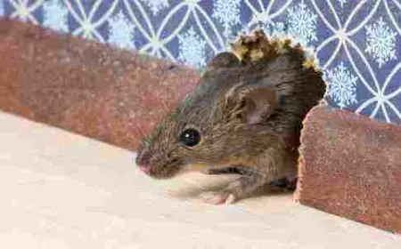 آيات لطرد الفئران من المنزل