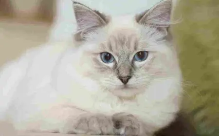 كم مدة حمل القطط