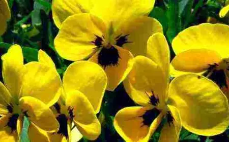 على ماذا يدل اللون الأصفر