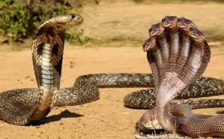 الفرق بين الحية والثعبان في القرآن الكريم