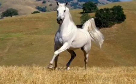 أجمل حصان في العالم