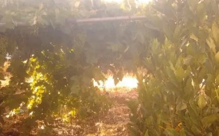 مواعيد تسميد الأشجار المثمرة