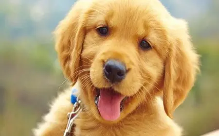 أفضل أنواع الكلاب للتربية في المنزل