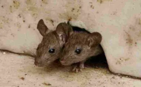 كيف أقضي على الفئران في بيتي