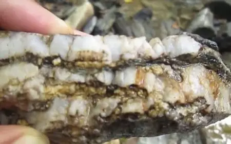 عروق الذهب في الجبال