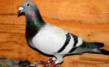 افضل انواع الحمام الزاجل